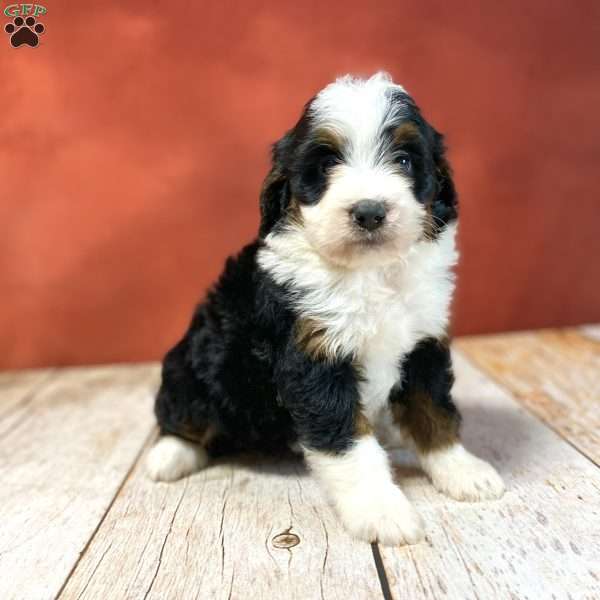 Ruby, Mini Bernedoodle Puppy