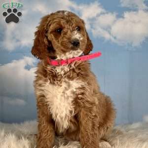 Mandy, Goldendoodle Puppy