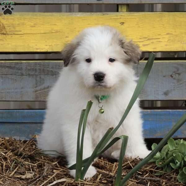Rocky, Great Pyrenees Puppy