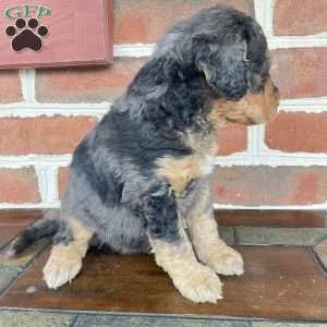 Aiden F1b, Mini Bernedoodle Puppy