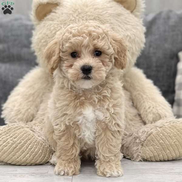 Donald, Bich-poo Puppy