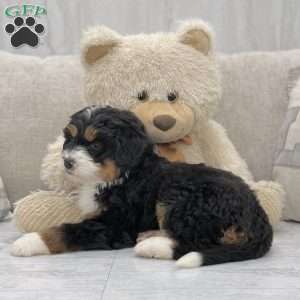 Misty, Mini Bernedoodle Puppy