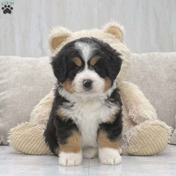 Mocha, Mini Bernedoodle Puppy