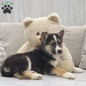 Nash, German Shepherd Mix Puppy