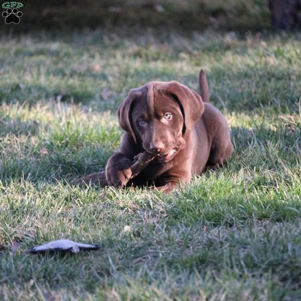 Colten, Chocolate Labrador Retriever Puppy
