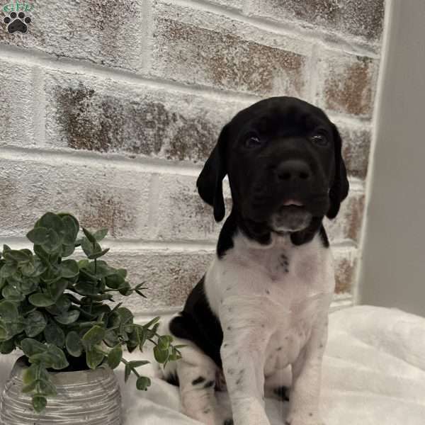 Moo, German Shorthaired Pointer Puppy
