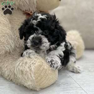 Nina, Miniature Poodle Puppy