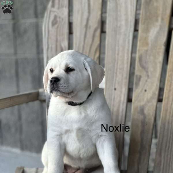 Noxlie, Yellow Labrador Retriever Puppy