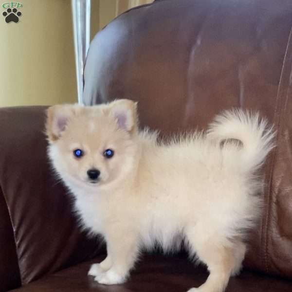 Apollo, Pomeranian Puppy
