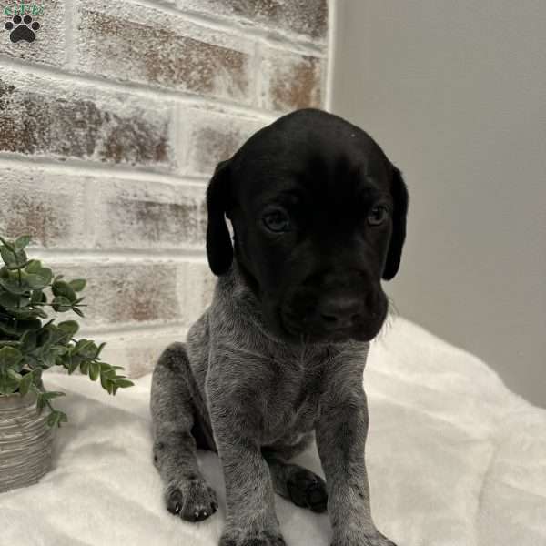 Oliver, German Shorthaired Pointer Puppy