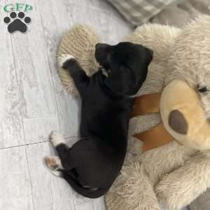 Pixie, Australian Shepherd Mix Puppy