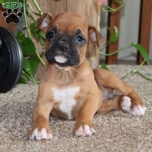 Remmie, Boxer Puppy