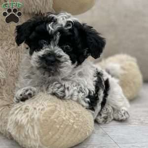 Milo, Miniature Poodle Puppy