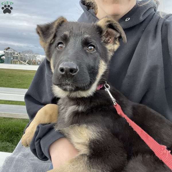Dixie, German Shepherd Puppy