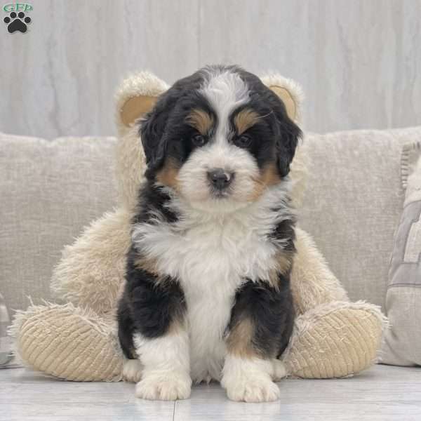 Ramsey, Mini Bernedoodle Puppy