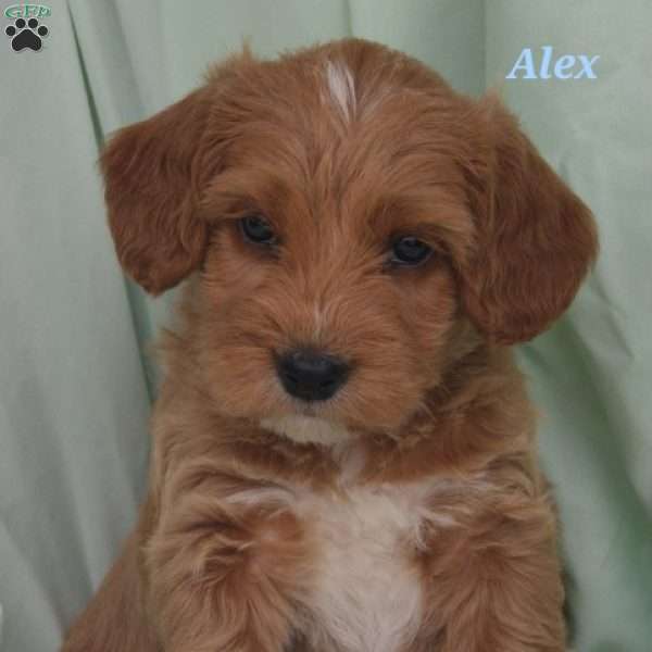 Alex, Poogle Puppy