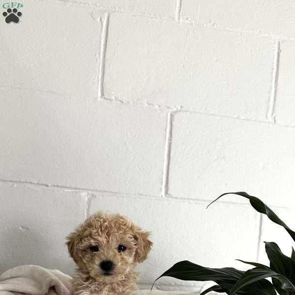 Milo, Bich-poo Puppy