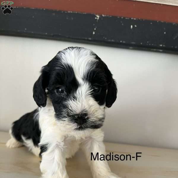 Madison, Mini Bernedoodle Puppy