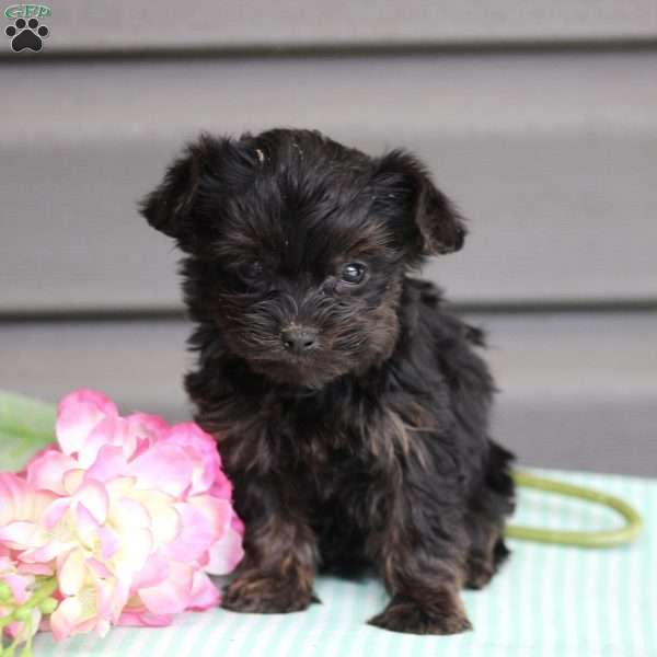 Polly, Yorkie-Poo Puppy