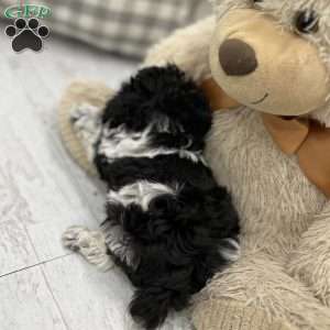 Nina, Miniature Poodle Puppy