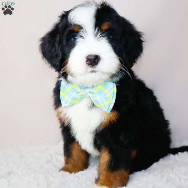 Ralph Lauren, Mini Bernedoodle Puppy