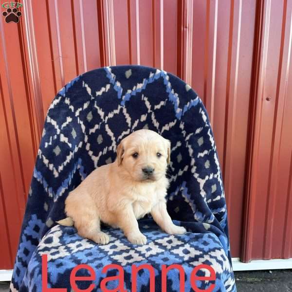 Leanne, Golden Retriever Puppy