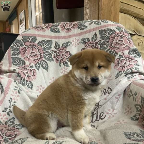 Donald, Shiba Inu Puppy