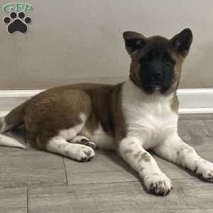 Akita Puppies for Sale | Greenfield Puppies