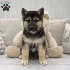 German Shepherd Mix Puppies For Sale | Greenfield Puppies