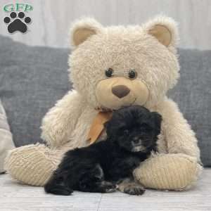 Kamila, Cockapoo Puppy