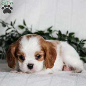 Scooby, Cavalier King Charles Spaniel Puppy