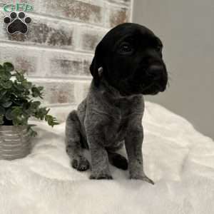 Oliver, German Shorthaired Pointer Puppy