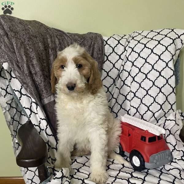 Asher, Goldendoodle Puppy