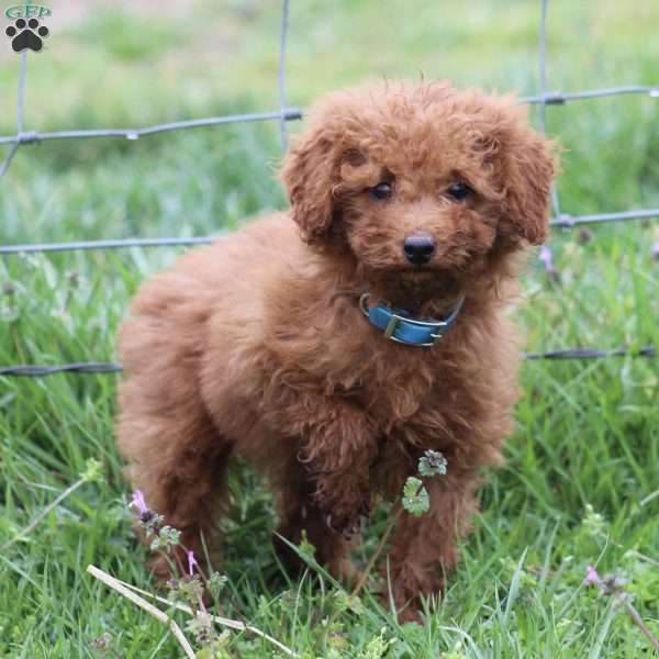 Flynn, Miniature Poodle Puppy