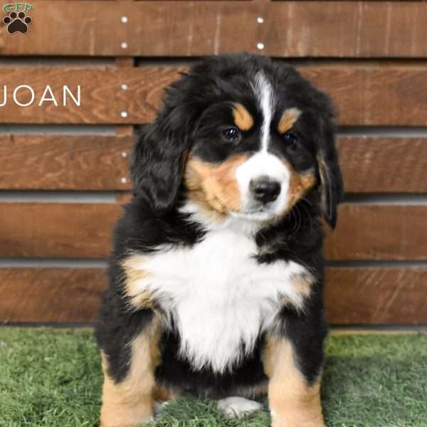 Joan, Bernese Mountain Dog Puppy