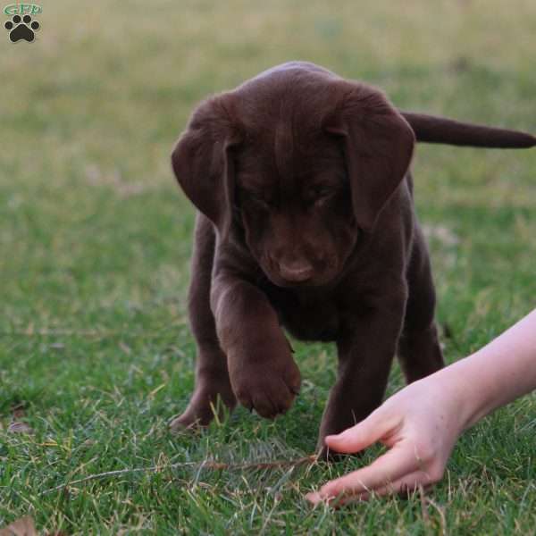 Ambrie, Chocolate Labrador Retriever Puppy
