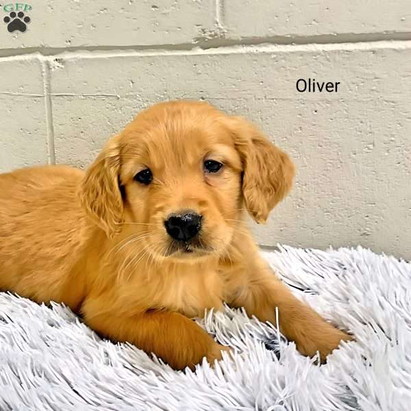Oliver, Golden Retriever Puppy
