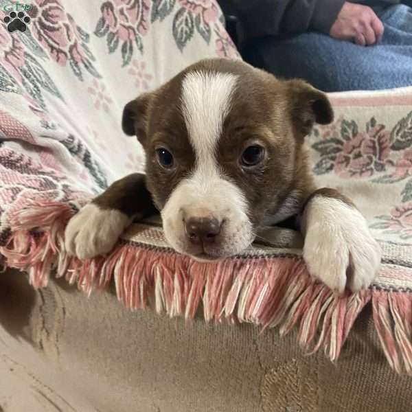 Tressy, Boston Terrier Mix Puppy