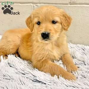 Jack, Golden Retriever Puppy