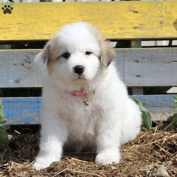 Skye, Great Pyrenees Puppy
