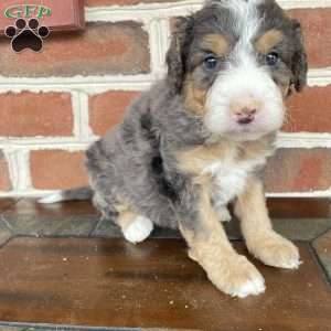 Harley, Mini Bernedoodle Puppy