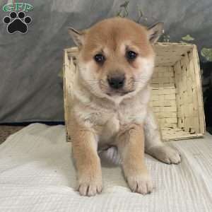 Shiba Inu Puppies For Sale | Greenfield Puppies