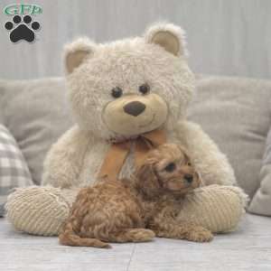 Rio, Cavapoo Puppy