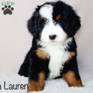Ralph Lauren, Mini Bernedoodle Puppy