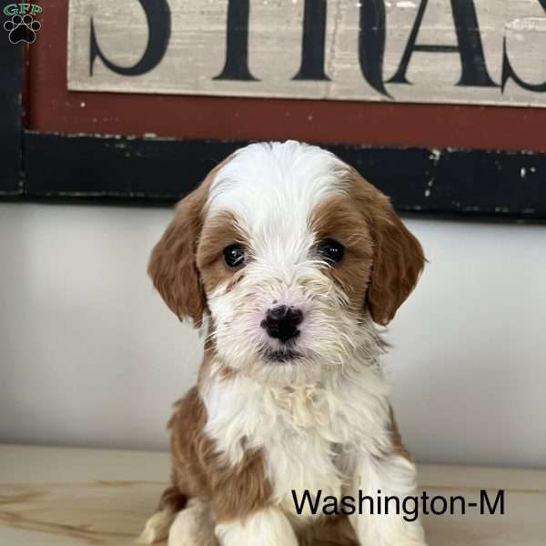 Washington, Mini Bernedoodle Puppy