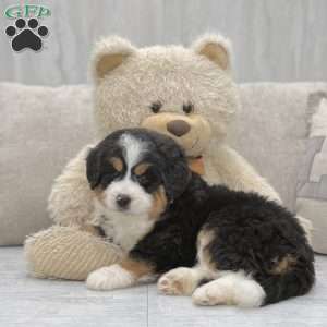 Mocha, Mini Bernedoodle Puppy