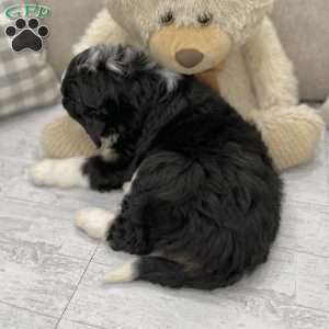 Sheba, Mini Bernedoodle Puppy