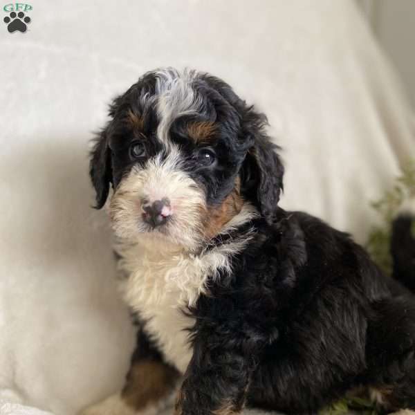 Biscuit, Mini Bernedoodle Puppy