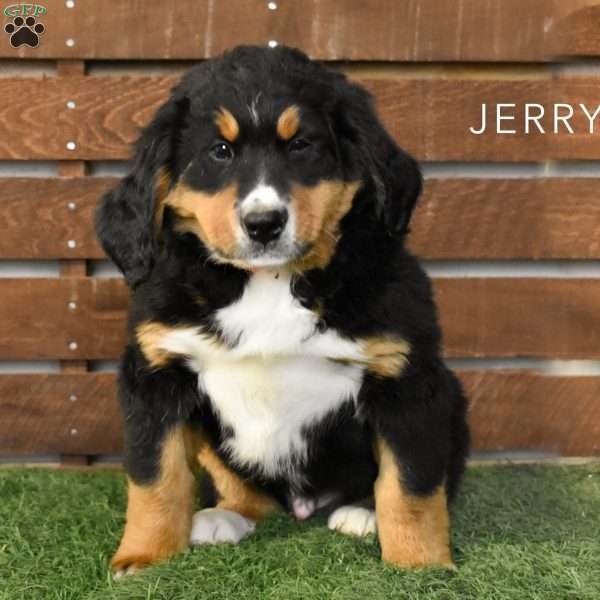 Jerry, Bernese Mountain Dog Puppy
