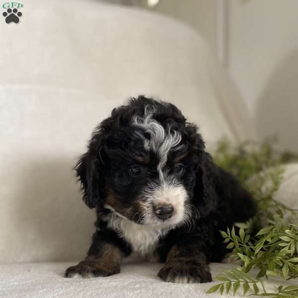 Buster, Mini Bernedoodle Puppy